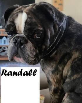 Randall -  French Bulldog Dog for Adoption in Owatonna, Minnesota - Randall | PetCurious
