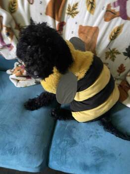 Rescue Standard Poodle Dogs for Adoption in Rathdrum, Idaho - Porsche | PetCurious