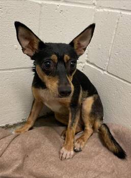 POOKIE -  Miniature Pinscher and Chihuahua Dog for Adoption in Rosenberg, Texas - POOKIE | PetCurious