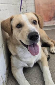 BUDDY -  Labrador Retriever Dog for Adoption in San Bernardino, California - BUDDY | PetCurious