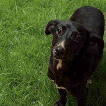 Black Labrador Retriever Dogs Available for Adoption - Snuggle Wuggle | PetCurious