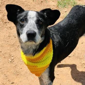 Melanie HW + -  Australian Cattle Dog Blue Heeler and Mixed Breed Dog for Adoption in Seneca, South Carolina - Melanie HW + | PetCurious