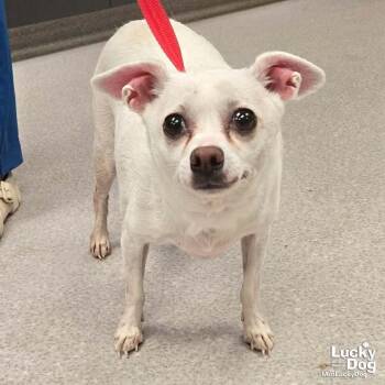 Lilly -  Chihuahua Dog for Adoption in Washington, District Of Columbia - Lilly | PetCurious