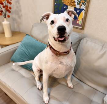 Mandy Mae Cat Friendly Bestie -  American Staffordshire Terrier and Pit Bull Terrier Dog for Adoption in Friendswood, Texas - Mandy Mae Cat Friendly Bestie | PetCurious