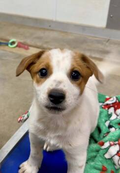 Rescue Jack Russell Terrier and Australian Cattle Dog Blue Heeler Dogs for Adoption in Phoenix, Arizona - Fritz | PetCurious