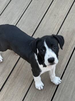 Rueben -  Terrier Dog for Adoption in Sunnyvale, California - Rueben | PetCurious