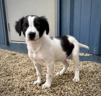 English Springer Spaniel Dogs Available for Adoption in Kalamazoo, Michigan - Morgan | PetCurious