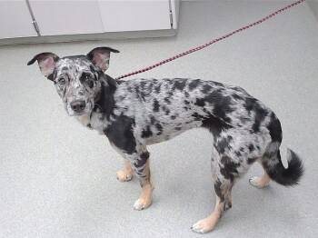 Australian Cattle Dog Blue Heeler and Mixed Breed Dogs Available for Adoption in Omaha, Nebraska - ZEPHYR | PetCurious