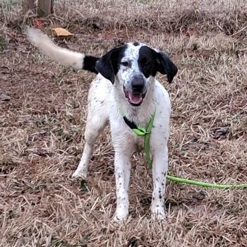 Collie and Australian Cattle Dog Blue Heeler Dogs Available for Adoption - Stacy | PetCurious