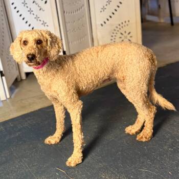 Eleanor - Missouri (JY26-50) -  Poodle Dog for Adoption in Peyton, Colorado - Eleanor - Missouri (JY26-50) | PetCurious