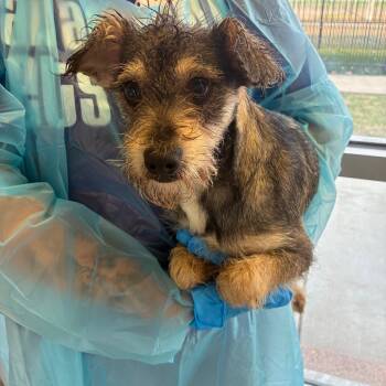Rescue Terrier and Mixed Breed Dogs for Adoption in San Antonio, Texas - Willis | PetCurious