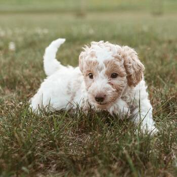 Poe -  Miniature Poodle Dog for Adoption in Minneapolis, Minnesota - Poe | PetCurious
