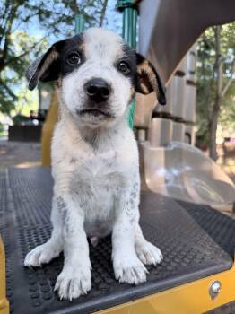 Jaxx -  Australian Cattle Dog Blue Heeler and Beagle Dog for Adoption in Fairfax, Virginia - Jaxx | PetCurious