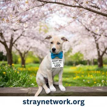 Labrador Retriever and Husky Dogs Available for Adoption in Hatfield, Pennsylvania - Leo | PetCurious