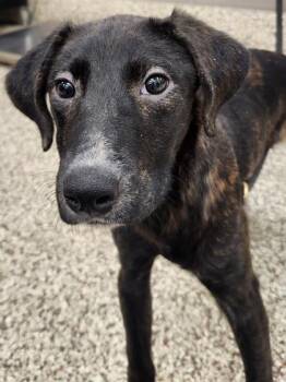 Reno -  Feist and Mixed Breed Dog for Adoption in Westland, Michigan - Reno | PetCurious