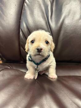 Alfie -  Terrier Dog for Adoption in Carson City, Nevada - Alfie | PetCurious