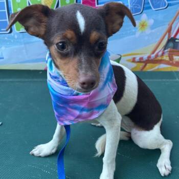 Bandit -  Chihuahua Dog for Adoption in Aledo, Texas - Bandit | PetCurious