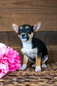 Chihuahua Dogs Available for Adoption - 214-26 | PetCurious