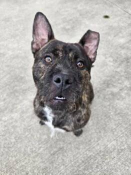 Pit Bull Terrier and Mixed Breed Dogs Available for Adoption in Westland, Michigan - Daisy | PetCurious