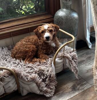 Lorenzo -  Miniature Poodle Dog for Adoption in Brockport, New York - Lorenzo | PetCurious