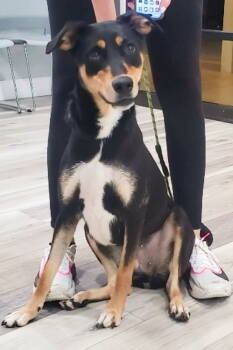 Rescue Mixed Breed Dogs for Adoption in Fort Lauderdale, Florida - Honey 3374 | PetCurious