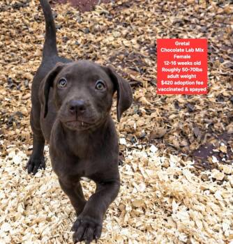 Gretal -  Chocolate Labrador Retriever Dog for Adoption in Oviedo, Florida - Gretal | PetCurious