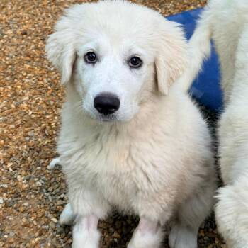CT Sally -  Great Pyrenees Dog for Adoption in Stormville, New York - CT Sally | PetCurious