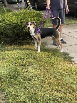 Rescue Treeing Walker Coonhound and Mixed Breed Dogs for Adoption in Louisville, Kentucky - DONT BE SUSPICIOUS | PetCurious