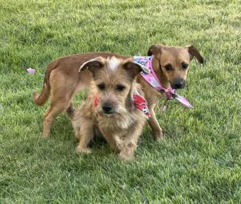 Chihuahua Dogs Available for Adoption in New Bedford, Massachusetts - Kanny | PetCurious