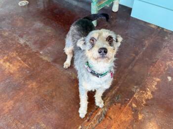 Mama Morton -  Miniature Schnauzer Dog for Adoption in San Antonio, Texas - Mama Morton | PetCurious