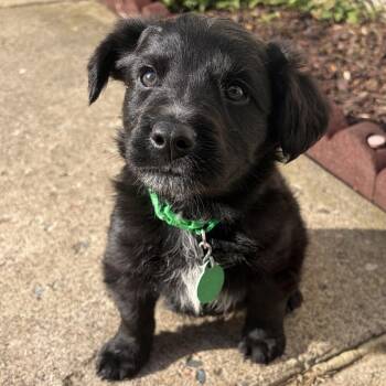 Gehrig -  Mixed Breed Dog for Adoption in Buffalo, Minnesota - Gehrig | PetCurious