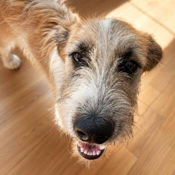 Milo - Cuddle Bug, The Sweetest Boy, Smart, Playful and Great wi -  Parson Russell Terrier Dog for Adoption in Houston, Texas - Milo - Cuddle Bug, The Sweetest Boy, Smart, Playful And Great Wi | PetCurious