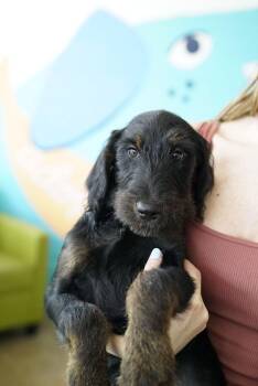 Dazzle -  Poodle and Golden Retriever Dog for Adoption in Pasadena, California - Dazzle | PetCurious