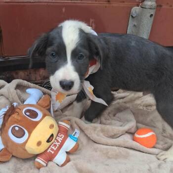 Bluford -  Border Collie and Terrier Dog for Adoption in Ferndale, Michigan - Bluford | PetCurious