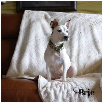 Brie -  Terrier Dog for Adoption in Sioux Falls, South Dakota - Brie | PetCurious