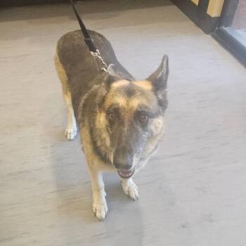 Cecilia -  German Shepherd Dog Dog for Adoption in Palm Springs, California - Cecilia | PetCurious
