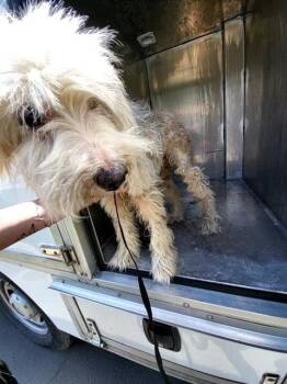 DUKE -  Poodle Dog Available for Adoption in San Antonio, Texas - DUKE | PetCurious
