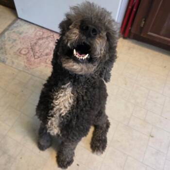 Willow -  Standard Poodle Dog for Adoption in Bauxite, Arkansas - Willow | PetCurious
