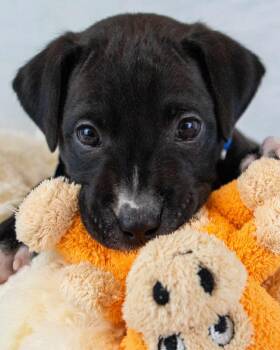 Boxer Dogs Available for Adoption in Kennesaw, Georgia - Dodger | PetCurious