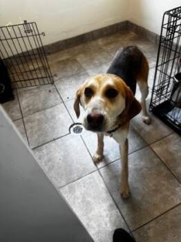Hound Dogs Available for Adoption in Tiger, Georgia - Caicos | PetCurious