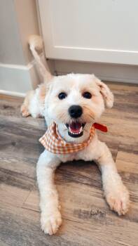 Declan -  Maltipoo Dog for Adoption in Atlanta, Georgia - Declan | PetCurious