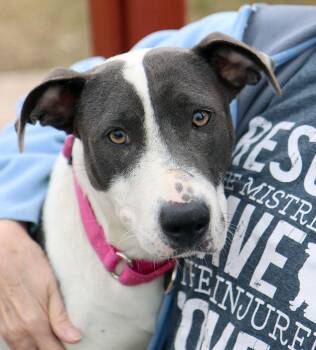 Rescue Pit Bull Terrier and Mixed Breed Dogs for Adoption in Kansas City, Kansas - Gaela (AO35325) | PetCurious
