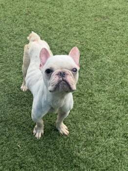 ROMIE -  French Bulldog Dog for Adoption in Dallas, Texas - ROMIE | PetCurious