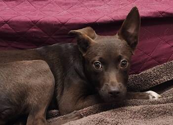 Rescue Labrador Retriever Dogs for Adoption in Little Rock, Arkansas - Margot | PetCurious
