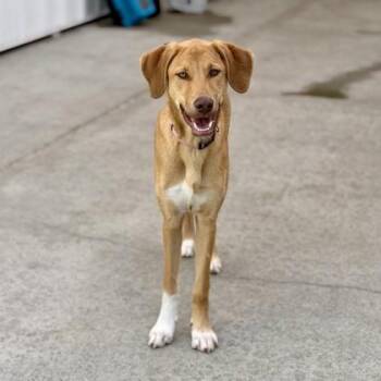 Millie -  Anatolian Shepherd and Doberman Pinscher Dog for Adoption in Camano, Washington - Millie | PetCurious
