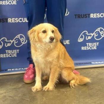 Cocker Spaniel Dogs Available for Adoption - TATY | PetCurious