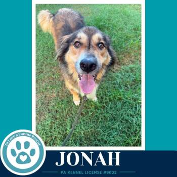 Jonah 091226 -  Collie Dog for Adoption in Kimberton, Pennsylvania - Jonah 091226 | PetCurious