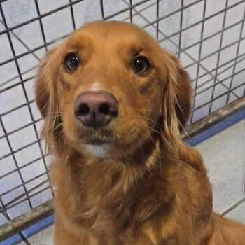 Goldendoodle Dogs Available for Adoption - Rosie | PetCurious