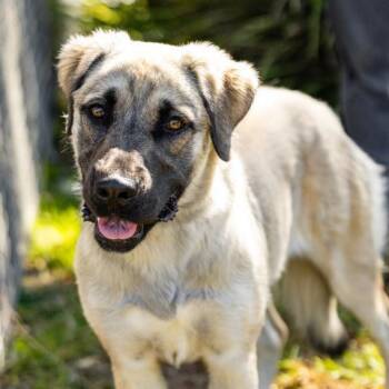 DUCKY -  Anatolian Shepherd and Mixed Breed Dog for Adoption in Camarillo, California - DUCKY | PetCurious