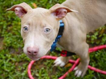 CROUTON -  Pit Bull Terrier and Mixed Breed Dog for Adoption in Tallahassee, Florida - CROUTON | PetCurious